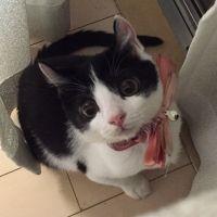 スコっこ 会員画像