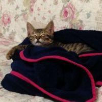 とんとんこ 会員画像