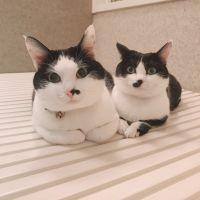 アスネコ 会員画像