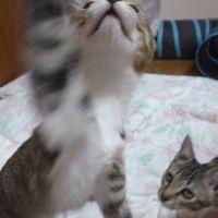 まきじ 会員画像