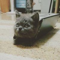 会員画像