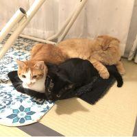ノーヴァリス 会員画像