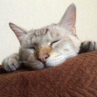 アルちゃんゴーゴー