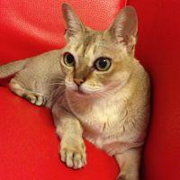 モチねこ 会員画像