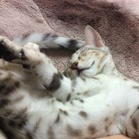 スッピー 会員画像