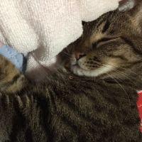 ねこくんk 会員画像
