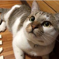 猫宝 会員画像