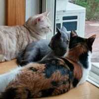 ユカプー 会員画像