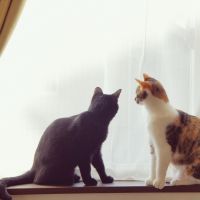 ユリカ 会員画像