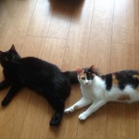 えりにゃ 会員画像