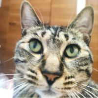 広島猫 会員画像