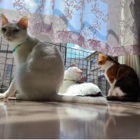 ひにゃにゃん 会員画像