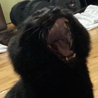 くしこさん