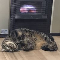 ばろにゃー 会員画像