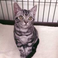 とらねこ634 会員画像