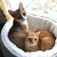 茶トラのマイケル 会員画像