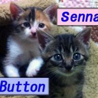 猫】飼い方・しつけ(威嚇u0026喧嘩) - 兄弟げんかのヒートアップ - ネコジルシ