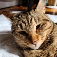 あんきなにゃん 会員画像