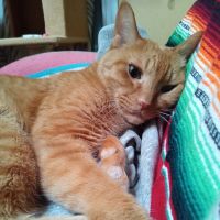 トラ坊の友達 会員画像