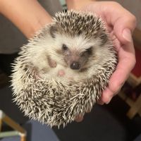 みーあきゃっと 会員画像