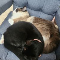 れいんさんさん