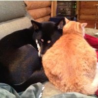 わんぼん 会員画像