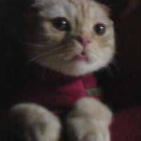 kissinggurami 会員画像