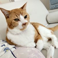 .ぶぅちゃん.さん