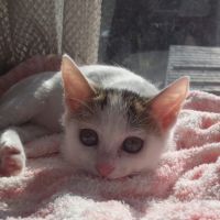 ねこばっかさん