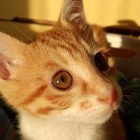 みにとまとさん