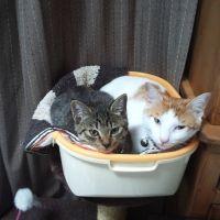ミミママ 会員画像