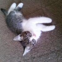 ぴっころ