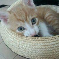 リクーシュ 会員画像