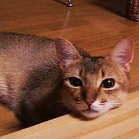 忍法猫変化 会員画像
