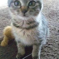 むぎねこ 会員画像