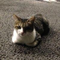 ひだめぐ 会員画像