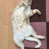 モーmou 会員画像