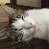 ナーさん 会員画像