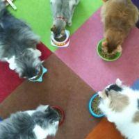 名無しの猫好きさん 会員画像
