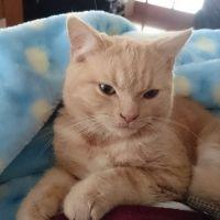 トム猫