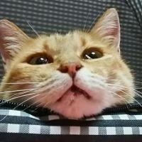 野良猫28号 会員画像