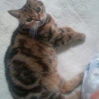 みんとろりん 会員画像