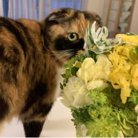 あみれおさん