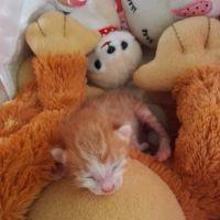 ひーころ 会員画像