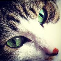 猫年 会員画像
