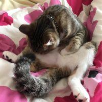 ちゃぺこ 会員画像