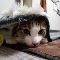 ナツまろ 会員画像