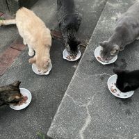 こまねこニャンス 会員画像