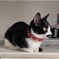 たぬきぽこねこ 会員画像