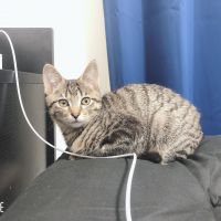 けつまるくん 会員画像